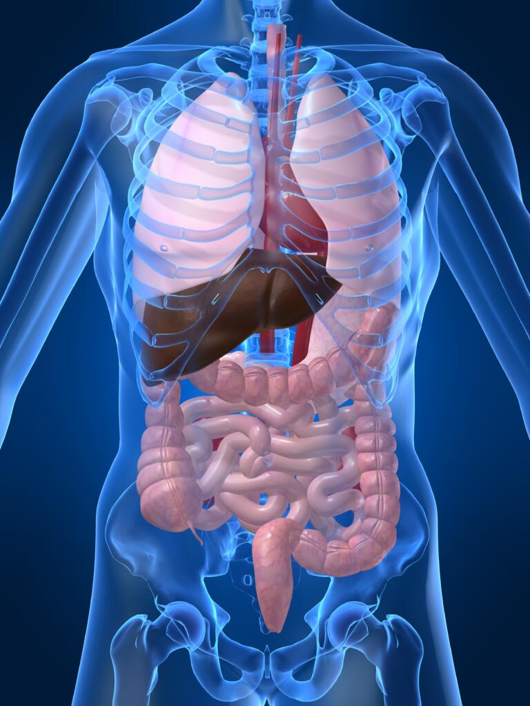 Innere Organe Physiotherapie Viszerale Manipulation
