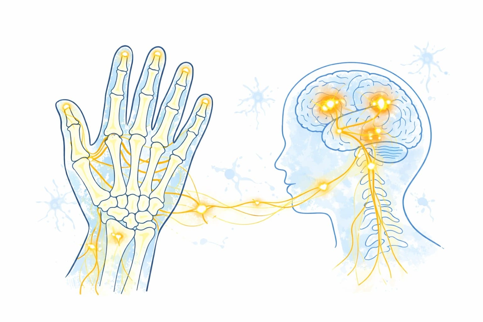 Hand und Gehirn über Nervenbahnen verbunden – zeigt die Bedeutung der Hand im Nervensystem (Sensorik und Motorik).